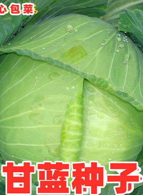 甘蓝种子结球京丰一号农家蔬菜籽