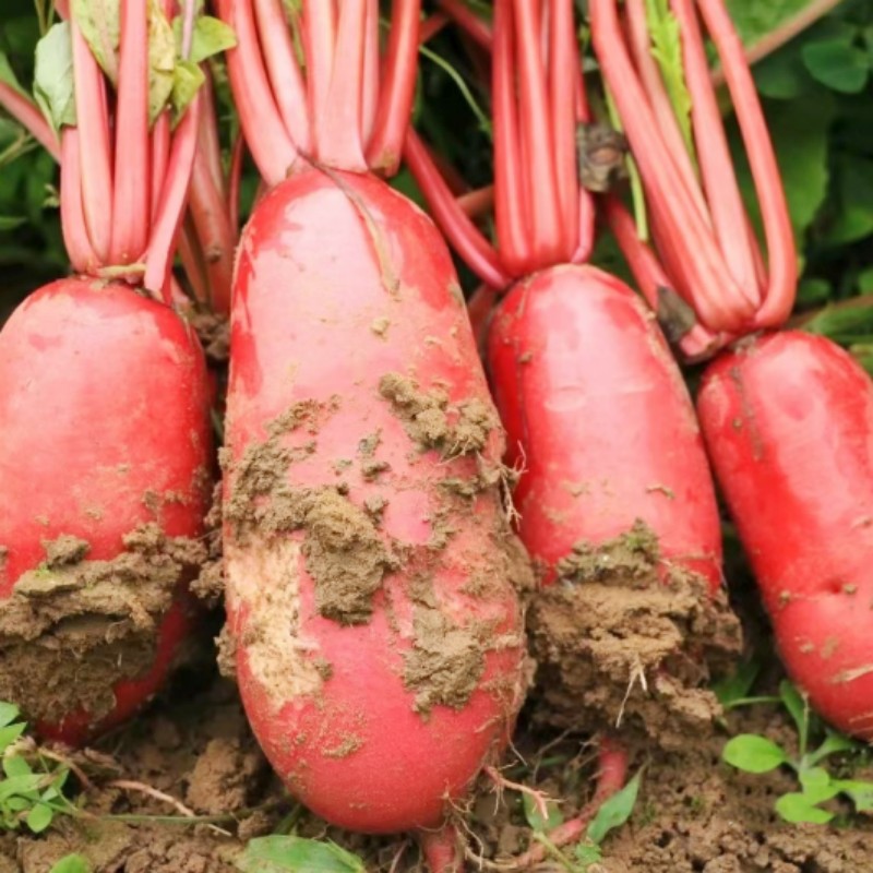 红皮萝卜种子满身红皮白肉萝卜种籽四川泡酸萝卜秋季田园蔬菜种孑