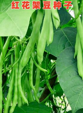 红花四季豆种子青棒架豆蔬菜种籽