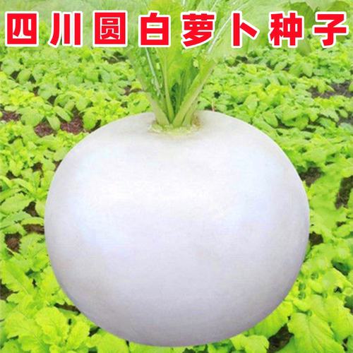 四川春不老圆白萝卜种子蔬菜种籽