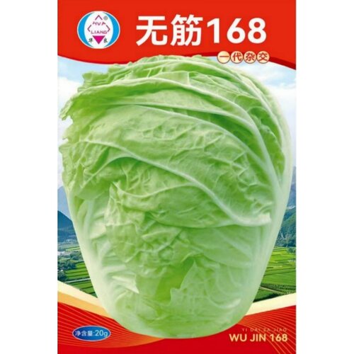 山东包心大白菜种子90天结球白菜