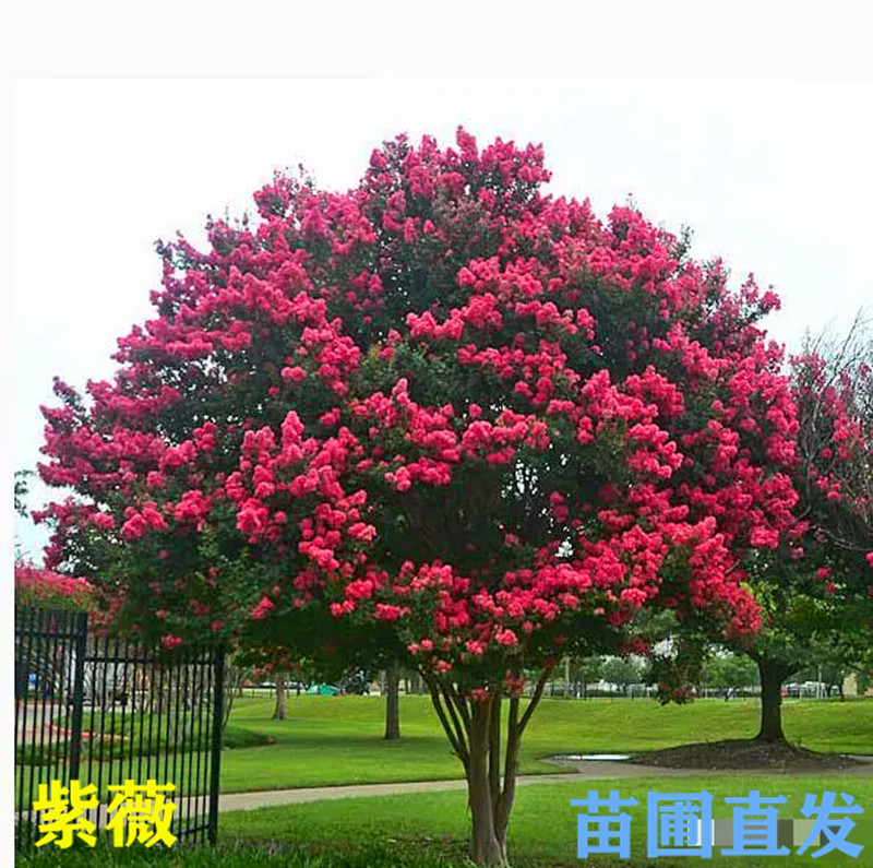 易活好养紫薇花小花匠花期长庭院