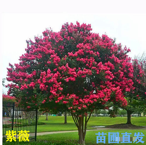 易活好养紫薇花小花匠花期长庭院