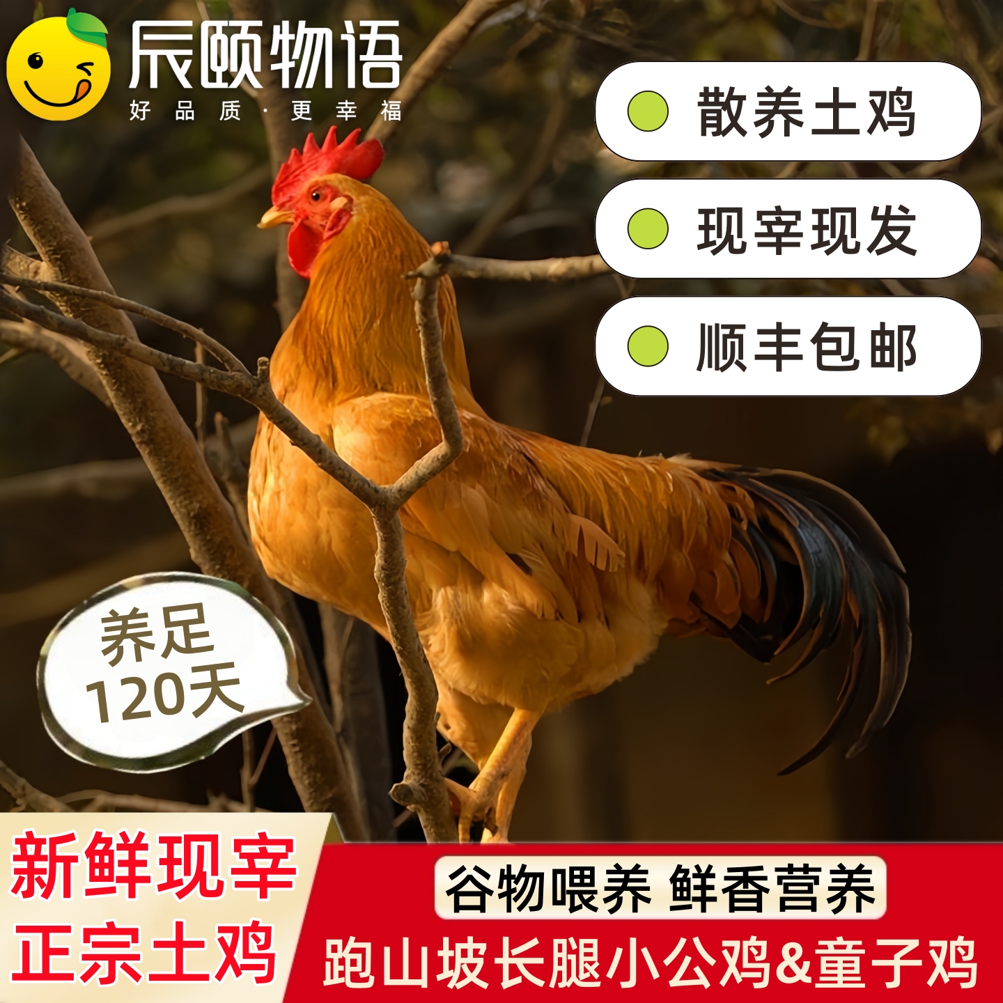 辰颐物语散养新鲜整只现杀小公鸡