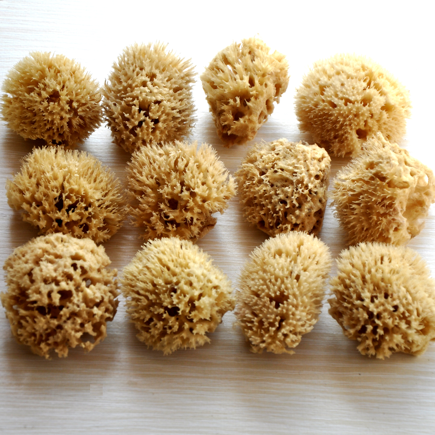 包邮 洗泥膜洁面洗脸去角质海藻绵 希腊天然蜂窝海绵3.0~3.5英寸