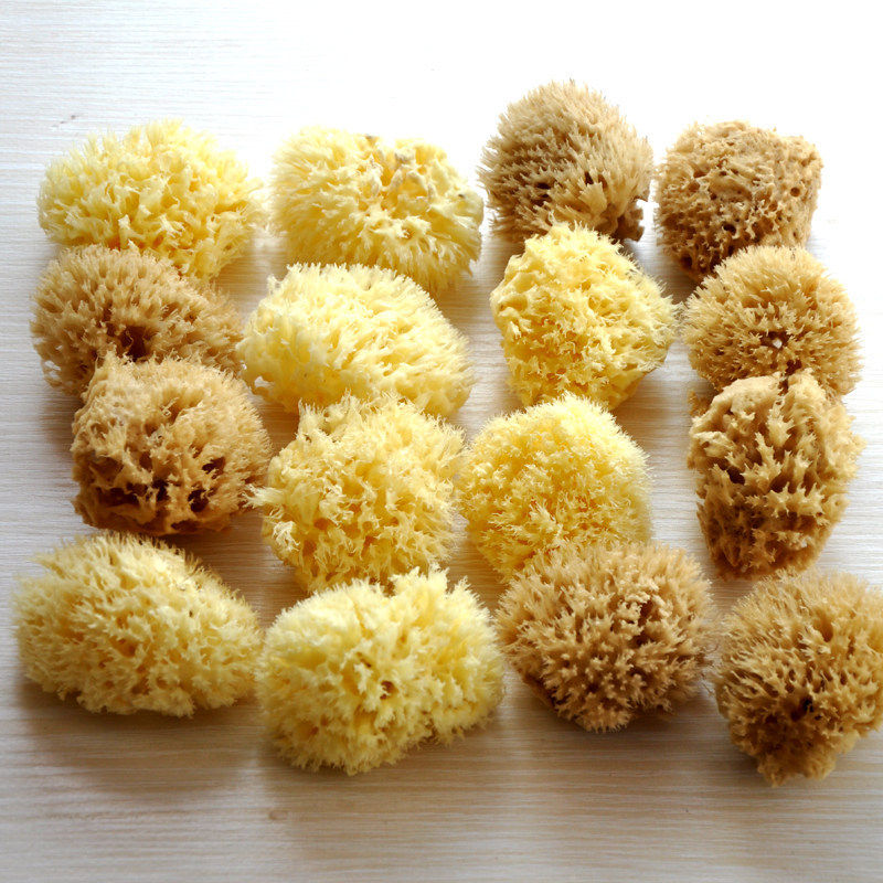 迷你超小蜂窝绵1.5-2.5英寸希腊天然海藻绵 油画拍花素描擦色洗脸