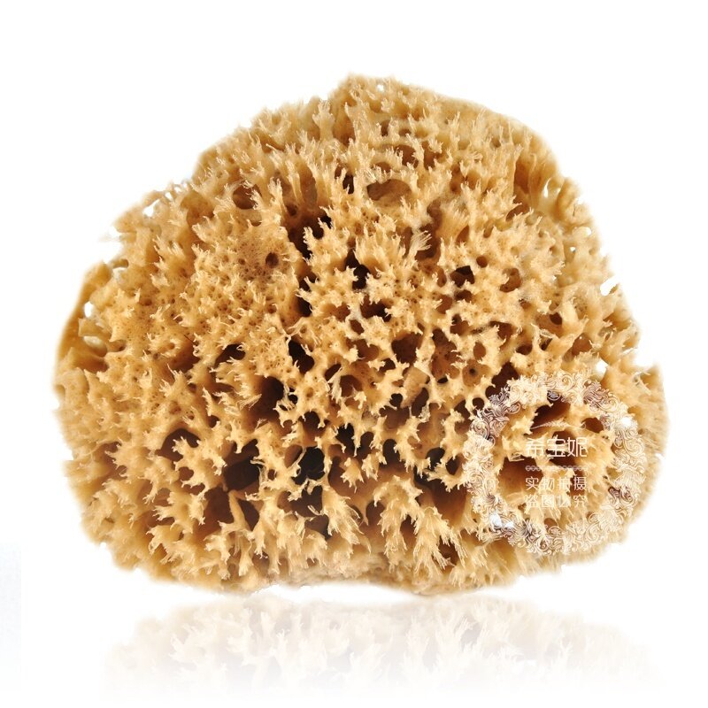 地中海天然海藻绵工具3~5.5英寸艺术漆硅藻泥中小号海绵非浴刷