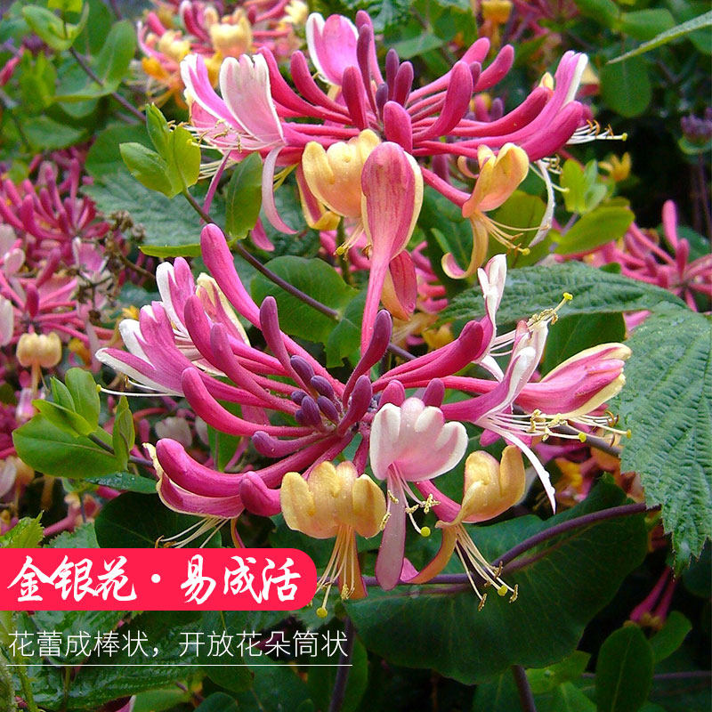 金银花花苗耐寒庭院爬藤植物盆栽金银花老桩爬墙花卉攀爬花树品种