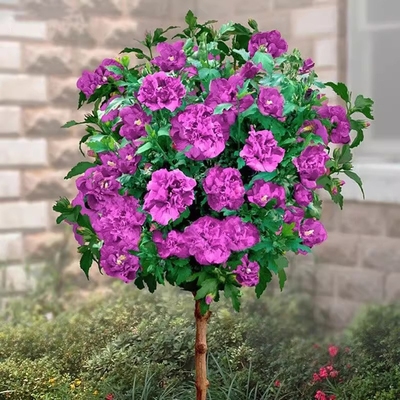 重瓣木槿花树苗庭院花园地栽花