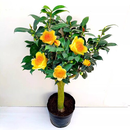 常绿防城金花茶树苗金茶花盆栽花卉凹脉黄樽带花苞山茶花阳台盆栽