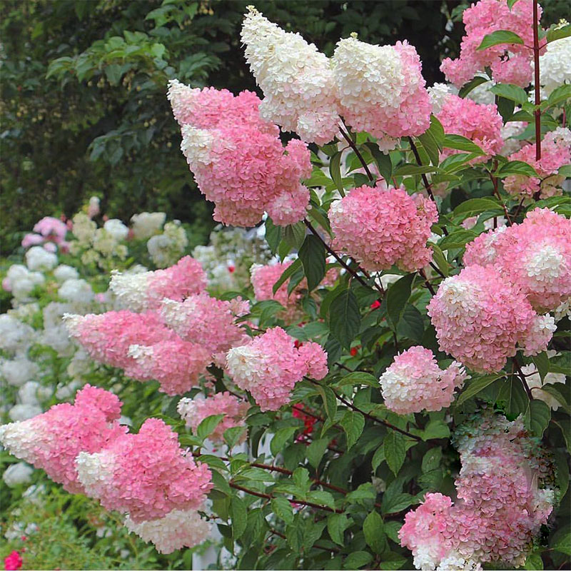 圆锥绣球花苗香草草莓盆栽花卉庭院花园阳台北方耐寒花耐旱植物