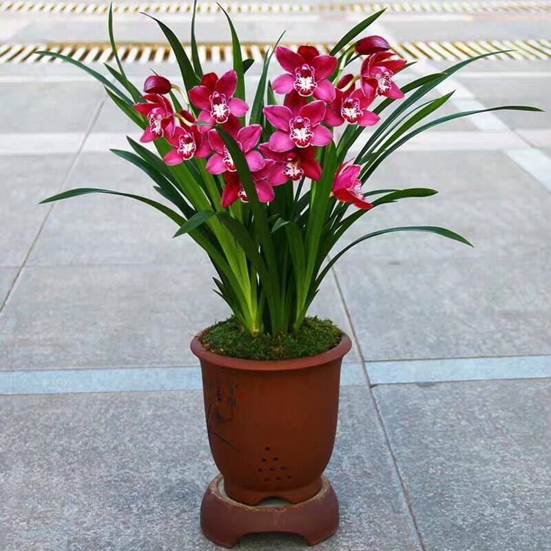 墨兰花苗室内阳台浓香花卉品种四季盆栽兰花苗当年开观花植物好养