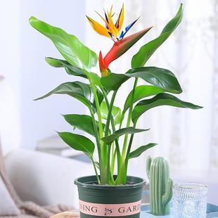 鹤望兰花苗室内绿植盆栽天堂鸟花室内办公室客厅水培花卉常绿植物