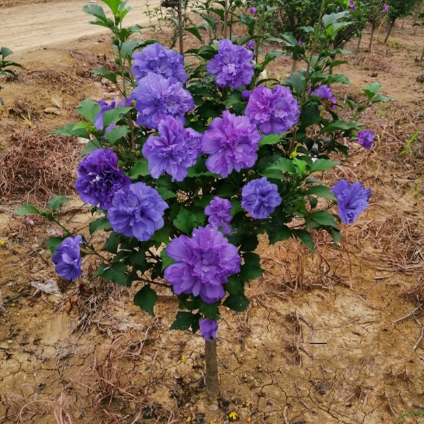 木槿花树苗重瓣大花木槿阳台盆栽庭院地栽棒棒糖北方耐寒花卉植物