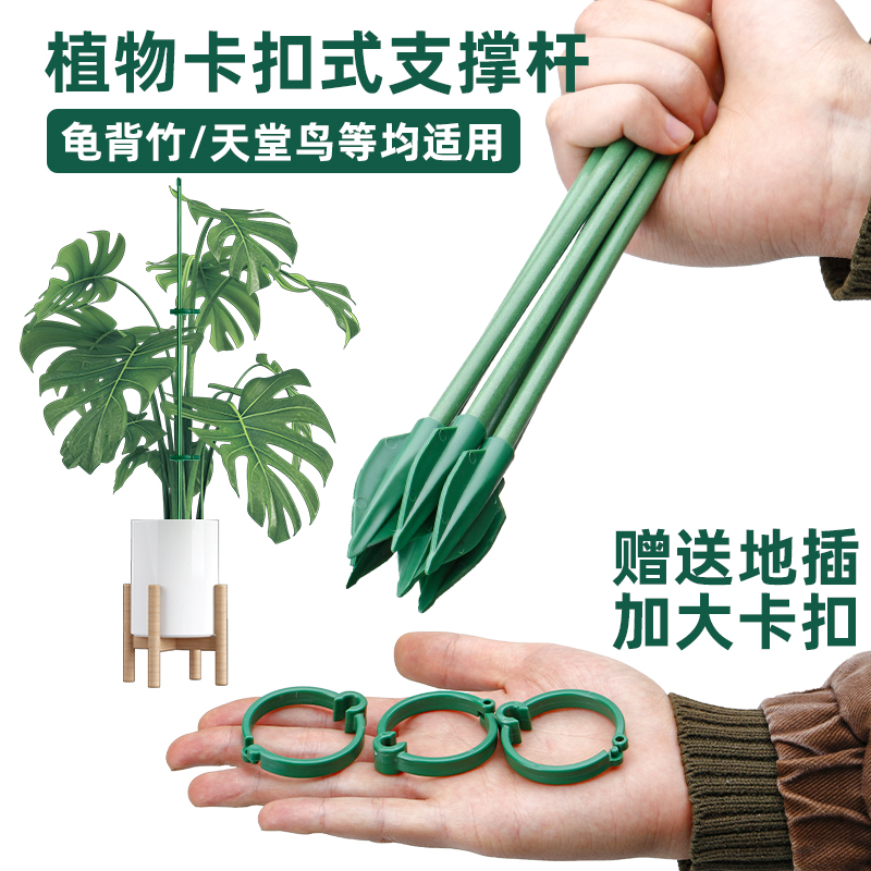 园艺花卉龟背竹支撑杆固定防倒伏