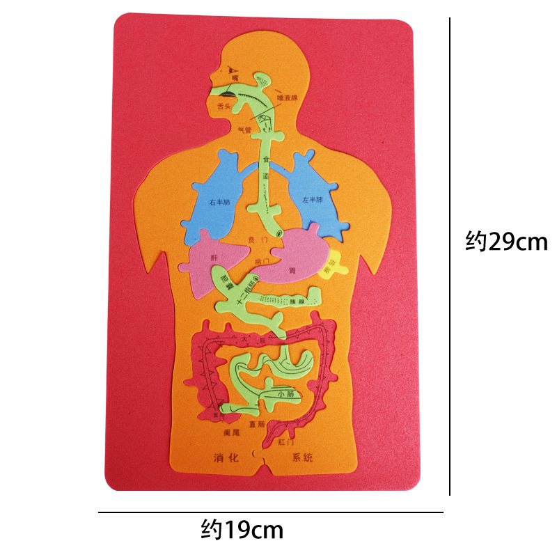 科技小制作拼图EVA人体器