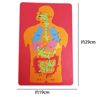 科技小制作拼图EVA人体器官消化系统DIY内脏拼图模型科学实验材料