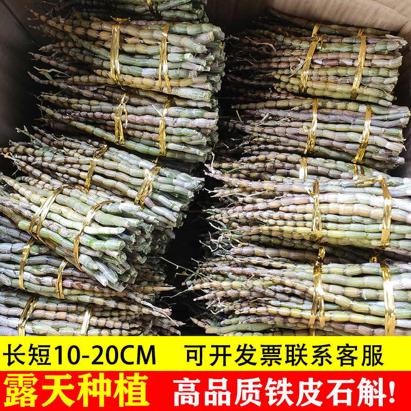 正品铁皮石斛鲜条500g正宗中药材枫斗六年生新基地批发霍山干花粉
