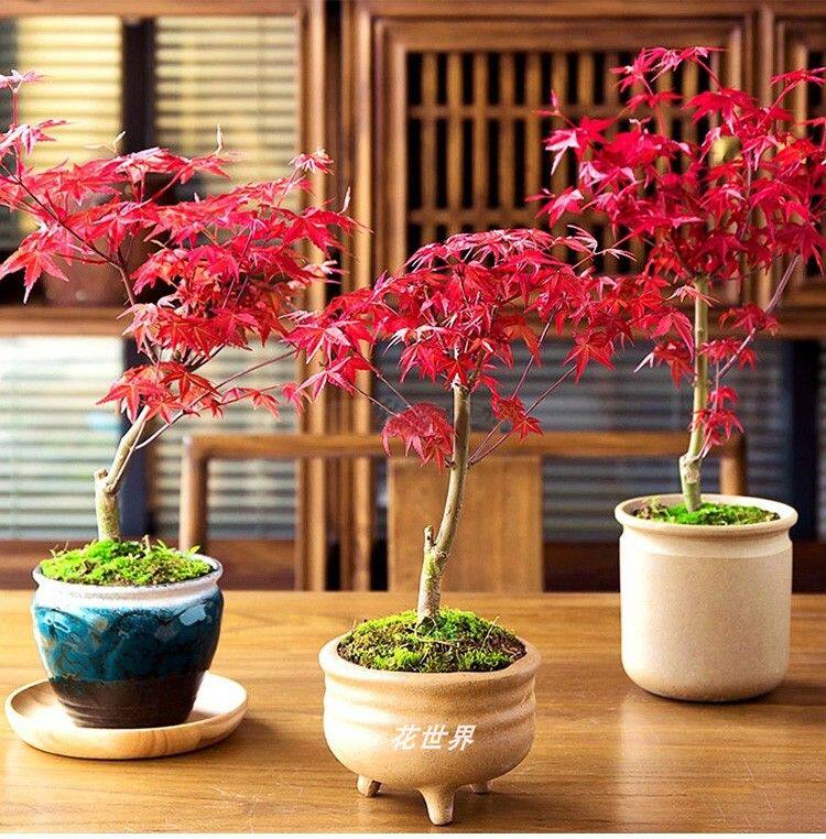 日本红枫盆景矮霸枫树老桩花卉植物室内花办公桌盆栽黄金枫树苗