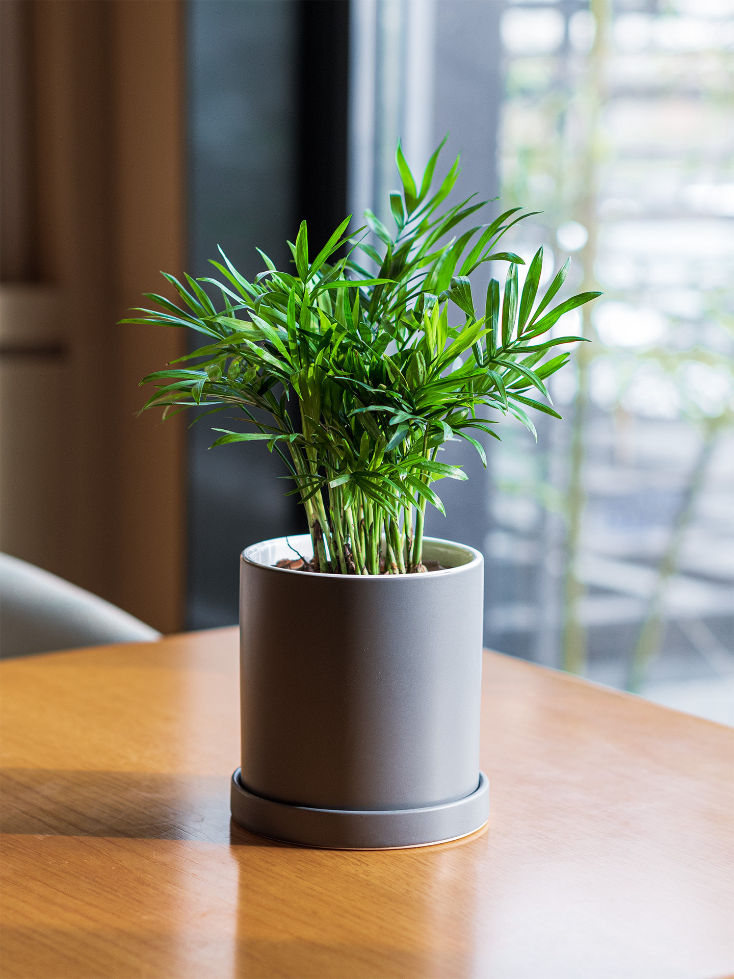 mofacoco好养活袖珍椰子耐阴小盆栽办公室内桌绿植物净化空气礼物