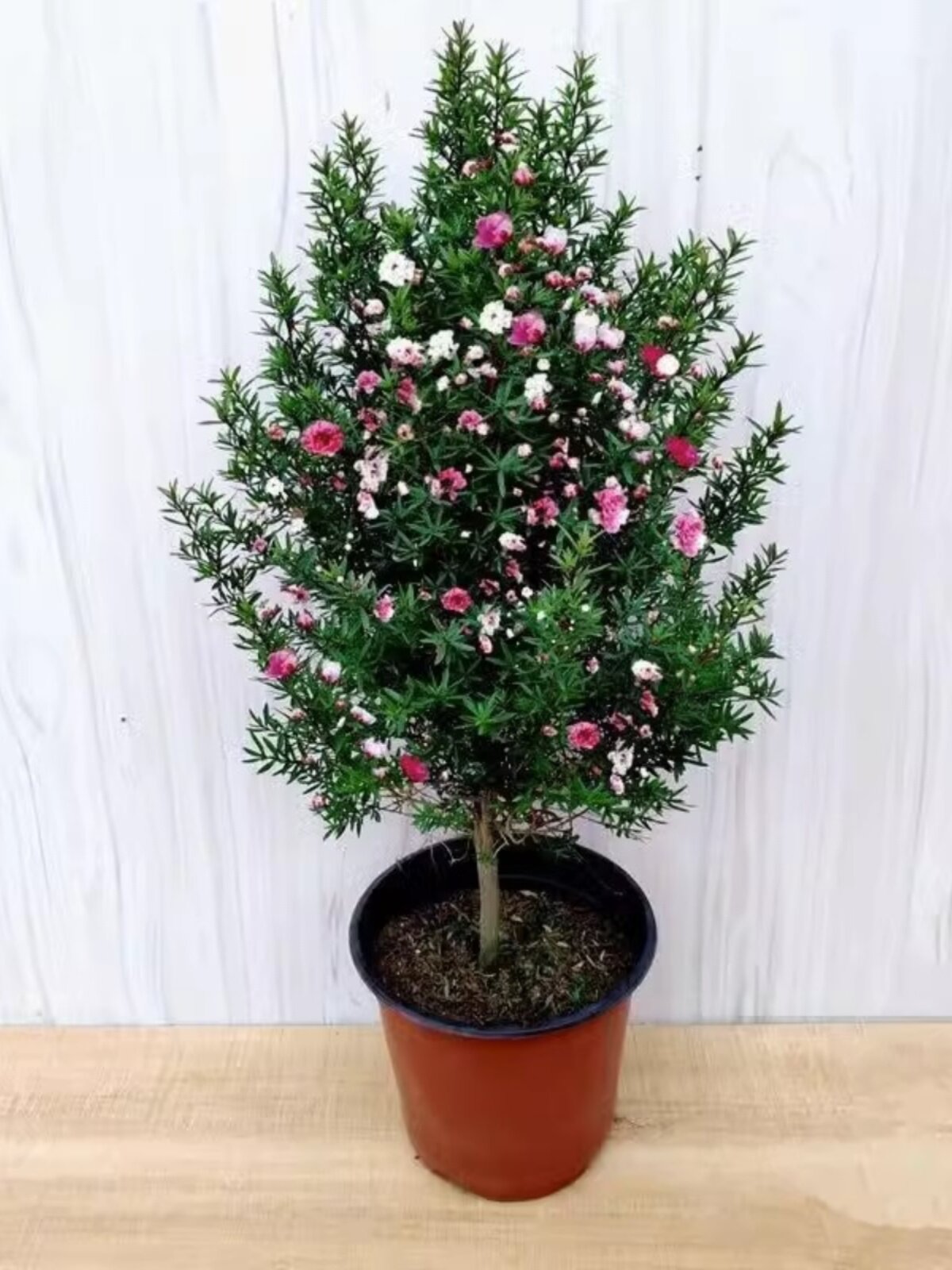 松红梅带花苞三色澳洲雪室图片
