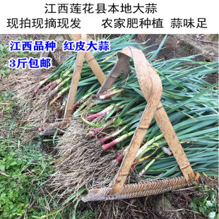 江西农家本地露天大蒜叶新鲜红紫皮大蒜叶青蒜苗红根应季 蔬菜3斤