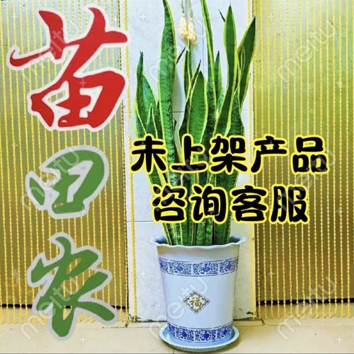 苗田农软膏皮肤消毒护理藓王液