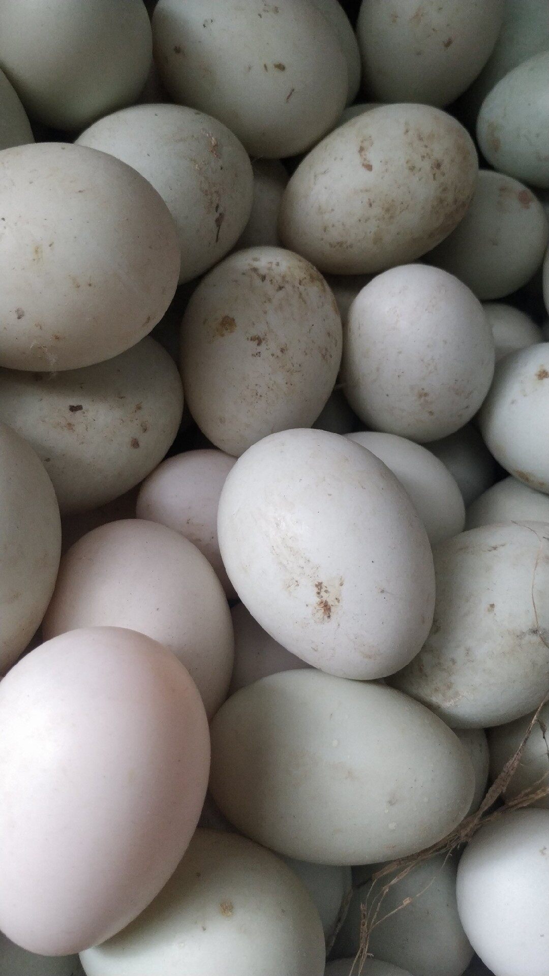 自然放养,可孵化鸭蛋.顺丰标快发货,有家麻番野鸭混血会飞.