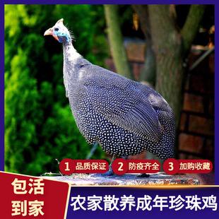 散养成年珍珠鸡活体土鸡活鸡五黑鸡芦花鸡可现杀珍珠鸡肉月子鸡