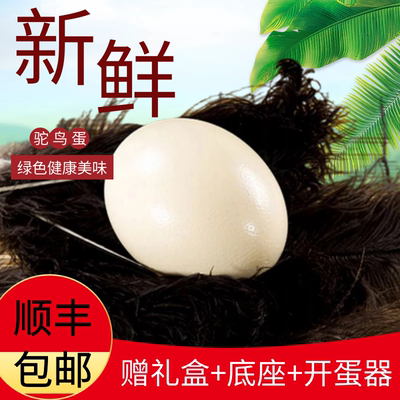 新鲜食用鸵鸟蛋大号鸸鹋蛋中秋节礼品蛋生日礼物农场散养顺丰包邮