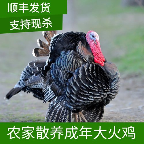 散养成年火鸡活体巨型大型青铜尼古拉现杀新鲜火鸡肉整只圣诞火鸡