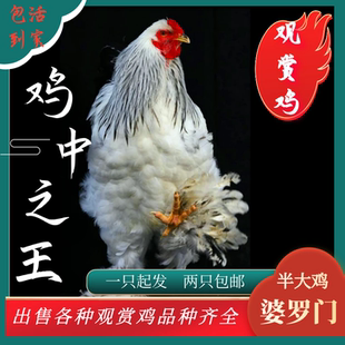 正宗巨型婆罗门鸡活体梵天鸡宠物鸡观赏鸡活体大种鸡包活到家