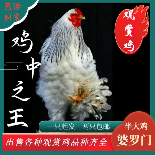 正宗巨型婆罗门鸡活体梵天鸡宠物鸡观赏鸡活体大种鸡包活到家