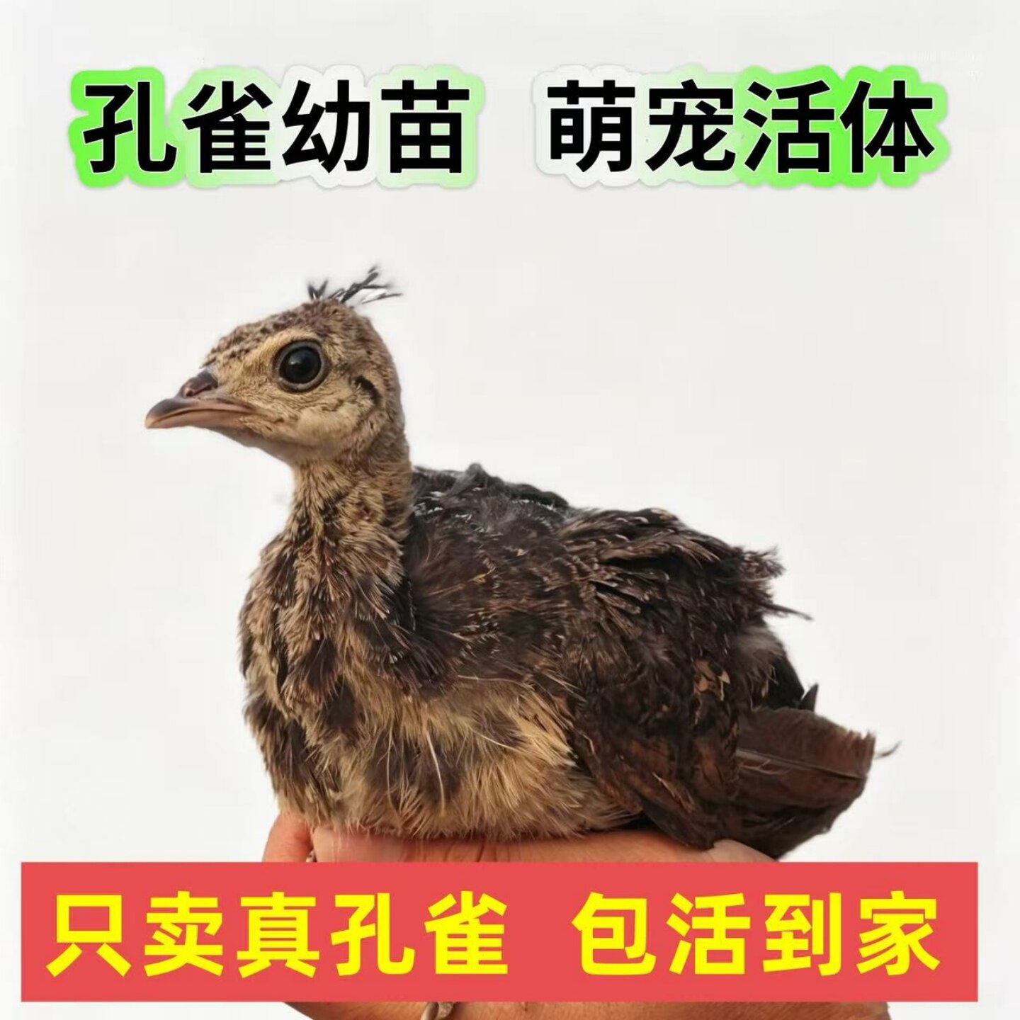 蓝孔雀苗白孔雀苗花孔雀苗公母一对家养孔雀幼苗幼崽开屏鸟活体