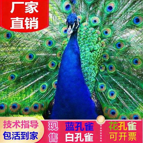 蓝孔雀苗活体公母一对花白孔雀幼苗大型观赏宠物鸟开屏吉祥鸟包邮