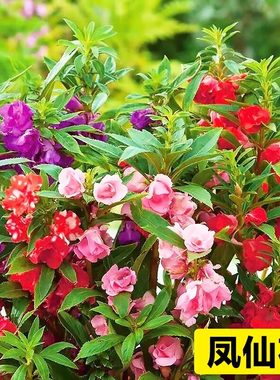 重瓣凤仙花种子阳台室内外指甲花盆栽太阳花种籽庭院播种