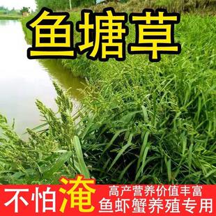 草鱼草种子耐热小米草水培草种子净化水质四季养鱼专用草种四季