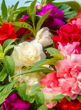 重瓣茶花凤仙花种子多彩指甲草指甲花盆栽四季易活花种籽子孑