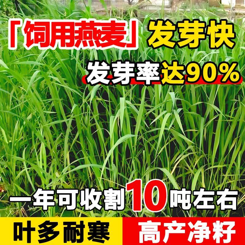 燕麦草种子耐寒种籽四季养殖牧草