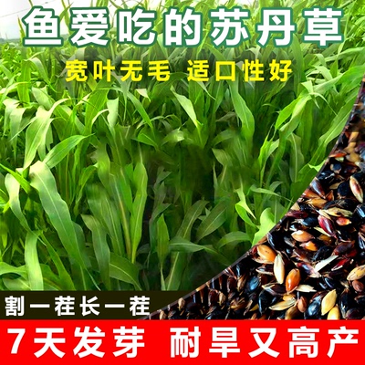 苏丹草种子饲用养殖速生青贮牧草猪牛羊鸡鸭鹅鱼饲草青饲料草种籽
