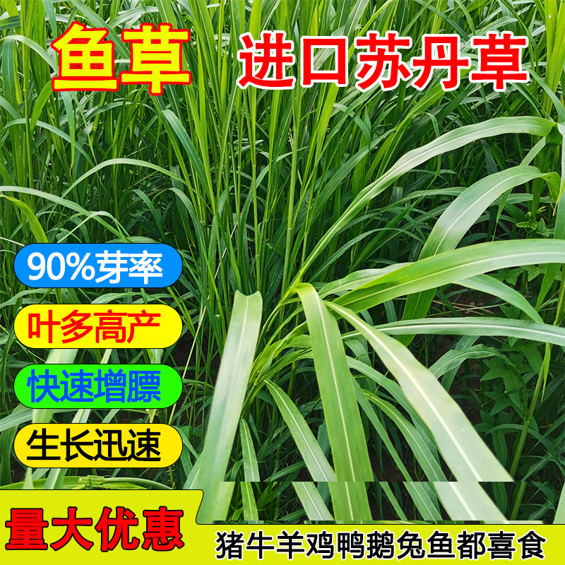 进口高产苏丹草种籽鱼草种子四季养殖牧草种子猪牛羊兔渔草籽种子