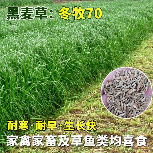 黑麦草种子耐寒耐旱四季高产