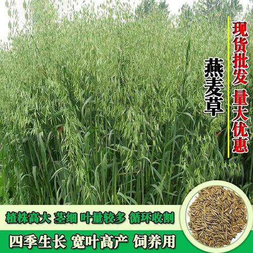 饲用燕麦种子养殖牧草耐寒种籽四季养殖牧草喂牛羊鸡鸭鹅猪草籽孑
