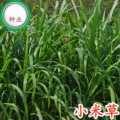 小米草种籽养殖专用水草种子雀叶稗鱼虾蟹牧草种子高产耐水淹草籽