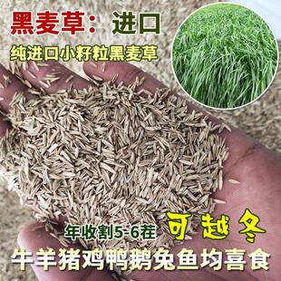 进口一年生黑麦草子种子冬牧优质黑麦种籽多年生黑麦草籽牧草家禽