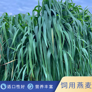 饲用燕麦种子高产养殖绿肥耐收割牛羊草种冬天耐寒高产型四季牧草