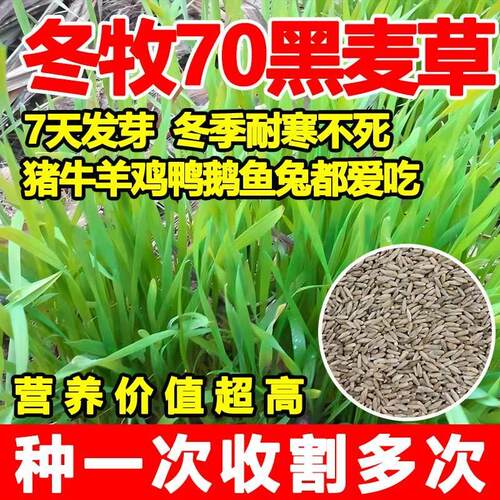 国产耐寒70黑麦草种子多次收割