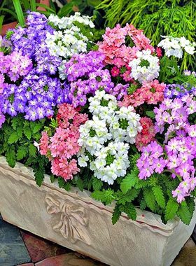 美女樱种子四季多年生美人樱地被种籽室内外阳台盆栽垂吊花卉花籽