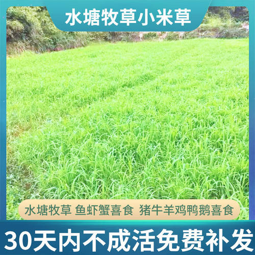 小米草种子雀叶稗湖南稷子水草虾蟹耐涝水淹草籽鱼草种籽牧草种子