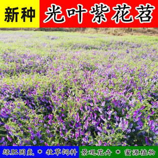 光叶紫花苕种子毛苕子野豌豆草籽绿肥蜜源果园野豌豆草草种子
